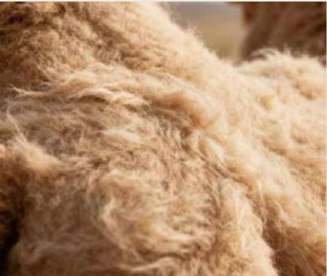 Camel hair fibres with their natural golden sheen