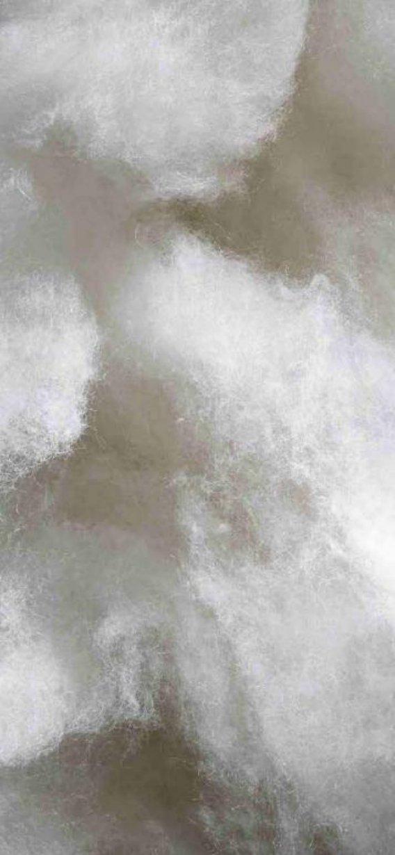 Cashmere down collected during the natural moulting season