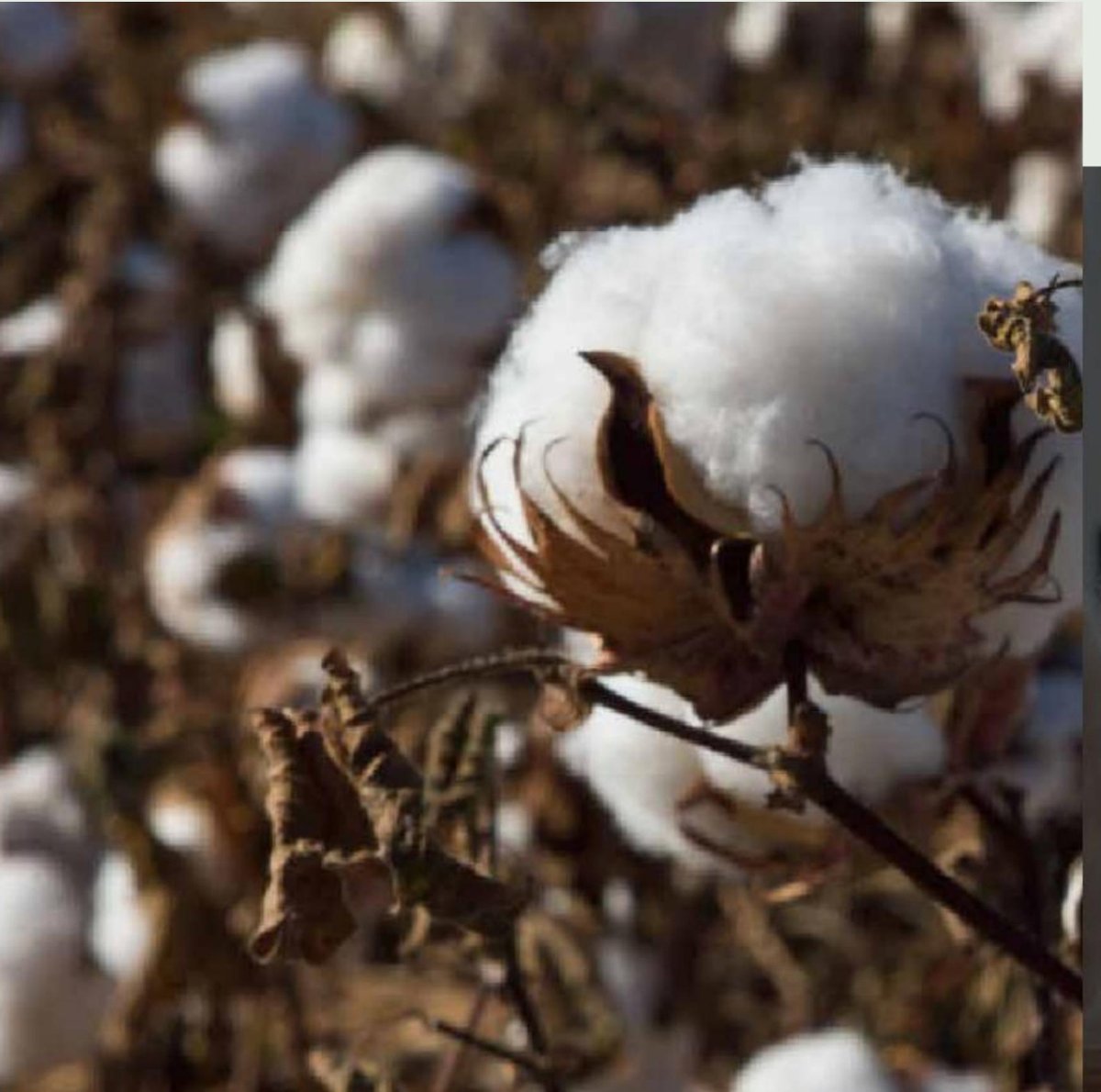 Organic cotton bolls open in the field
