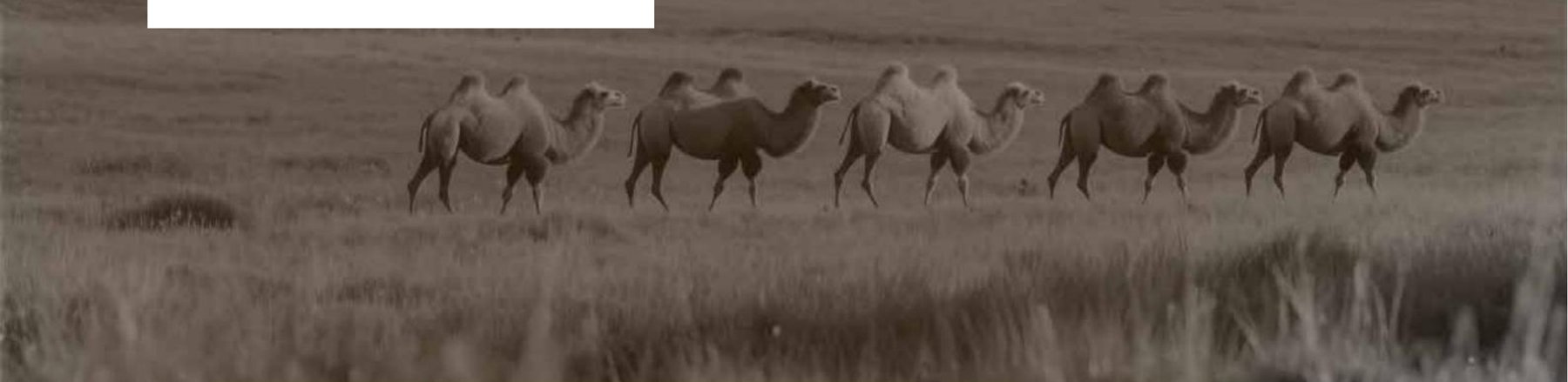 Camel caravan crossing the steppe — where the camel hair journey begins
